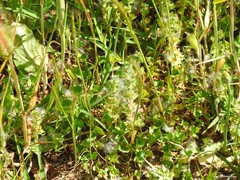 Alchemilla microcarpa