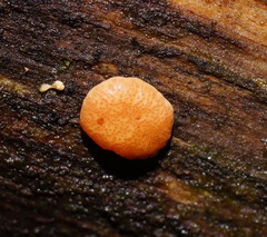 Trichoderma nothescens