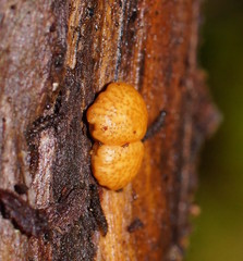 Trichoderma nothescens