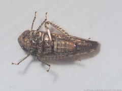 Paraphlepsius tennessus