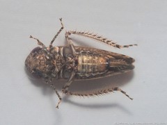 Paraphlepsius tennessus