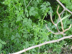 Chaerophyllum temulum