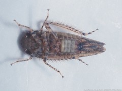 Paraphlepsius tennessus