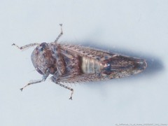 Paraphlepsius tennessus