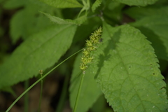 Carex conjuncta