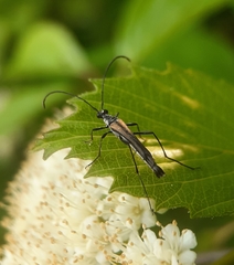 Strangalia acuminata