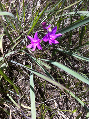 Calopogon tuberosus