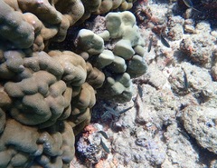 Pycnochromis vanderbilti