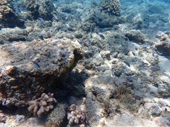 Pycnochromis vanderbilti