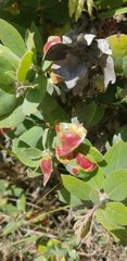 Exobasidium arctostaphyli
