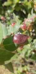 Exobasidium arctostaphyli