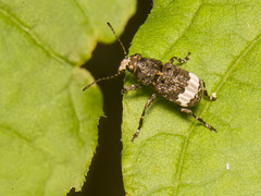 Eurymycter fasciatus