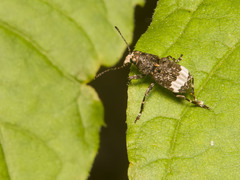 Eurymycter fasciatus