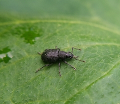 Otiorhynchus pinastri