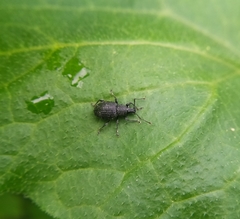 Otiorhynchus pinastri