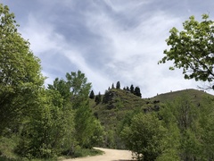 Cervus canadensis canadensis