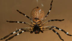 Isopedella saundersi