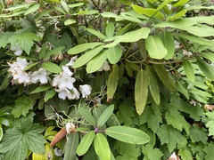Rhododendron