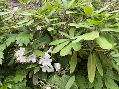 Rhododendron