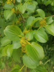 Magnoliopsida