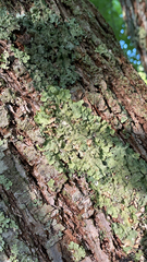 Ricasolia quercizans