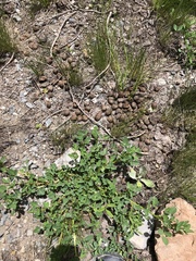 Cervus canadensis canadensis