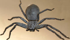 Isopedella saundersi