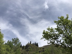 Cervus canadensis canadensis