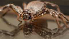 Isopedella saundersi