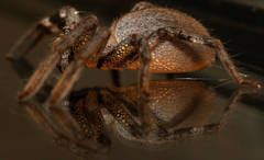 Isopedella saundersi