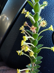 Struthiola argentea