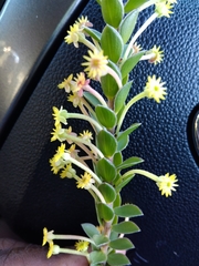Struthiola argentea