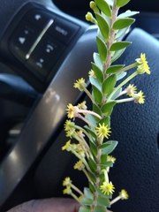 Struthiola argentea