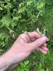 Eriophorum viridicarinatum
