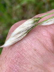 Eriophorum viridicarinatum