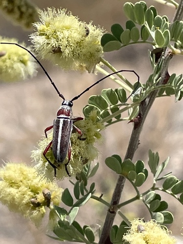 Plionoma rubens