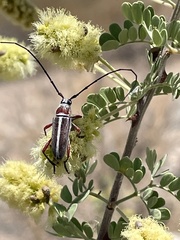 Plionoma rubens