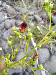 Scrophularia hirta