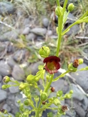 Scrophularia hirta