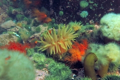 Cribrinopsis similis