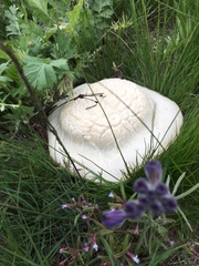 Leucocalocybe mongolica