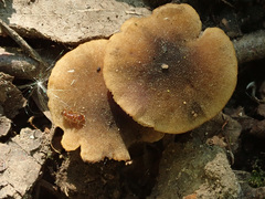 Naucoria escharioides