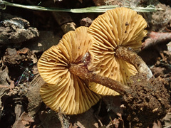 Naucoria escharioides