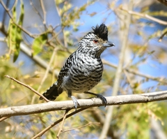 Thamnophilus doliatus capistratus