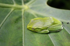 Zhangixalus taipeianus