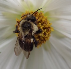 Bombus impatiens
