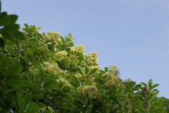 Pittosporum pentandrum