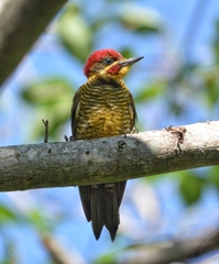 Piculus chrysochloros