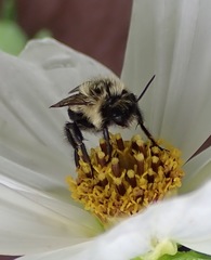 Bombus impatiens