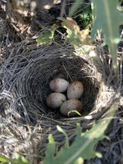 Chondestes grammacus